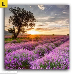 Landschaften & Natur