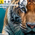 Led Leinwandbild Tauchender Tiger Querformat Zoom