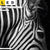 Led Wechsel Leinwand Zebra Schwarzweiss Panorama Zoom
