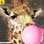 Leinwandbild Bubble Gum Giraffe Hochformat Zoom