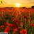 Leinwandbild Sommerlandschaft Mit Rotem Mohn Quadrat Zoom